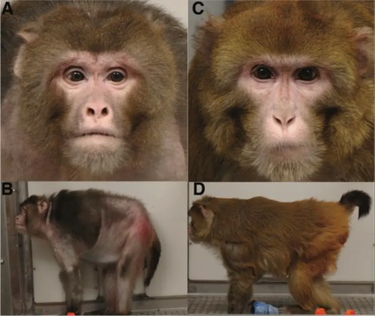 研究論文に掲載された、同い年のアカゲザル2匹の写真。左は老けた顔、右は若々しい顔
