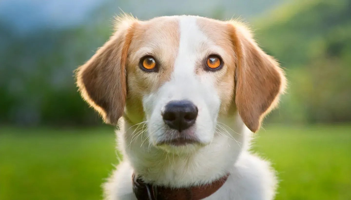 いろいろな犬の顔のイメージ画像